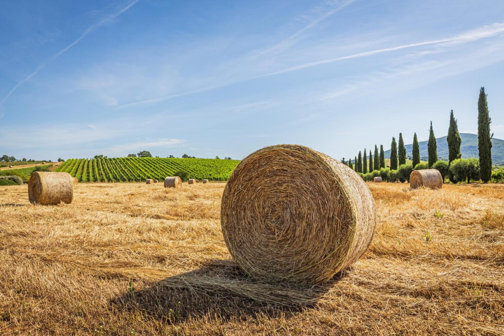 Il Casale Degli Olivi Farm stay Capalbio
